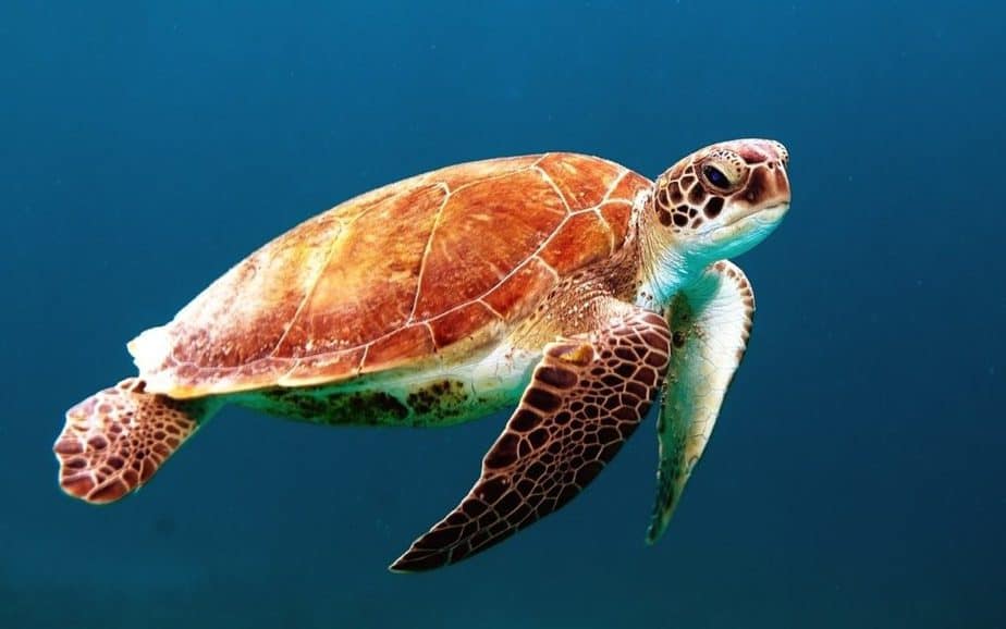 are sea turtles dangerous