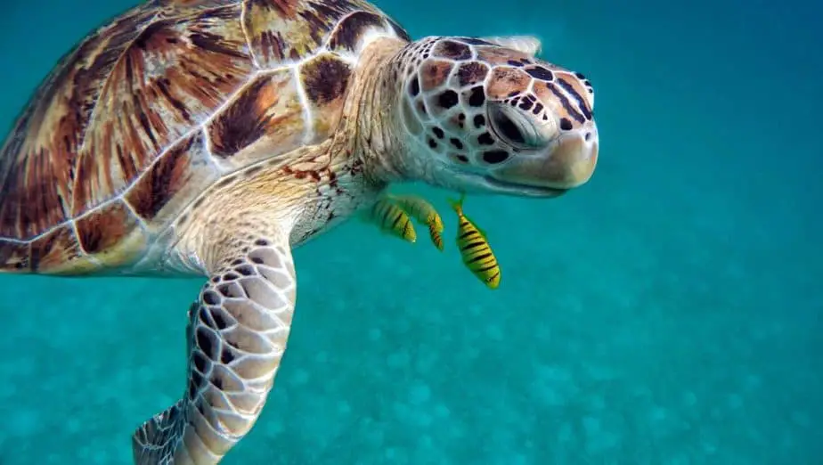 Best Places to Snorkel and Swim with Sea Turtles - OpenWaterHQ