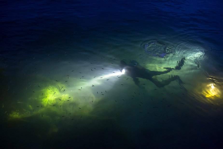 diving at night