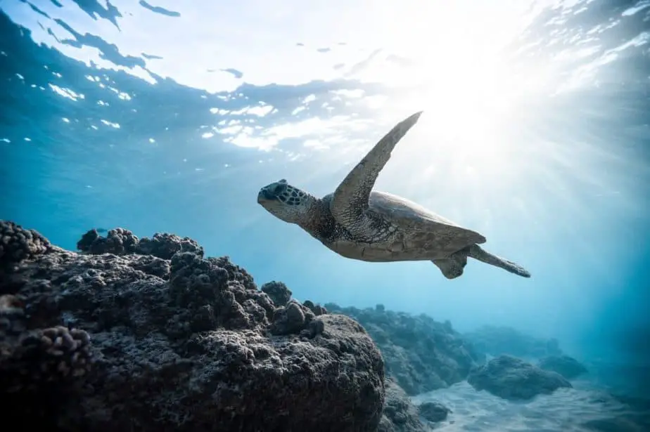 swim with sea turtles bahamas
