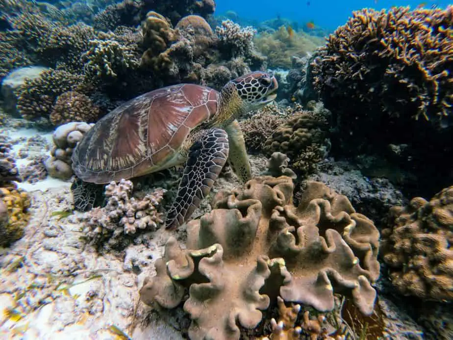 swim with sea turtles caribbean