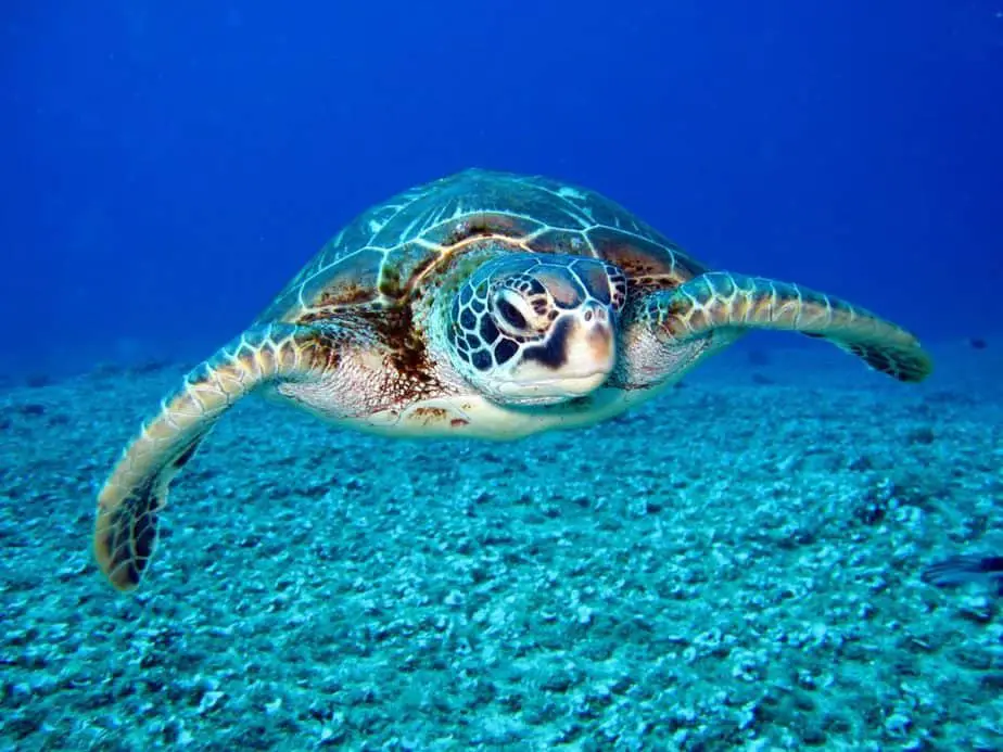 swim with sea turtles florida