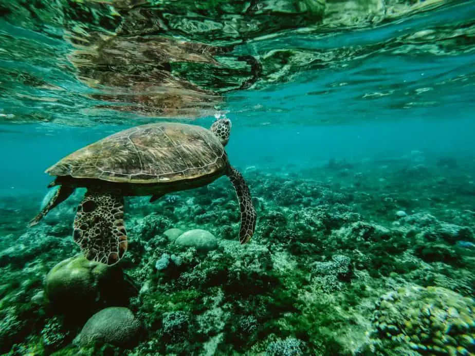 swim with sea turtles hawaii