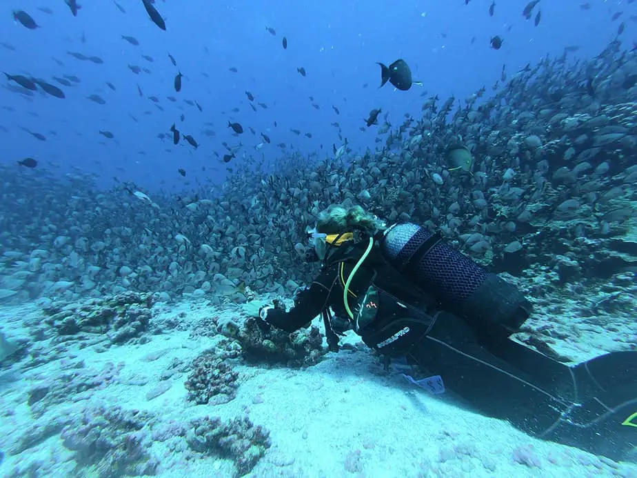 scuba with school of fish