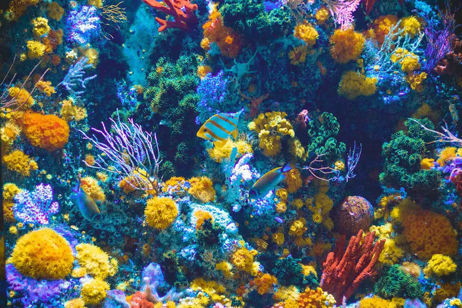 healthy coral reef