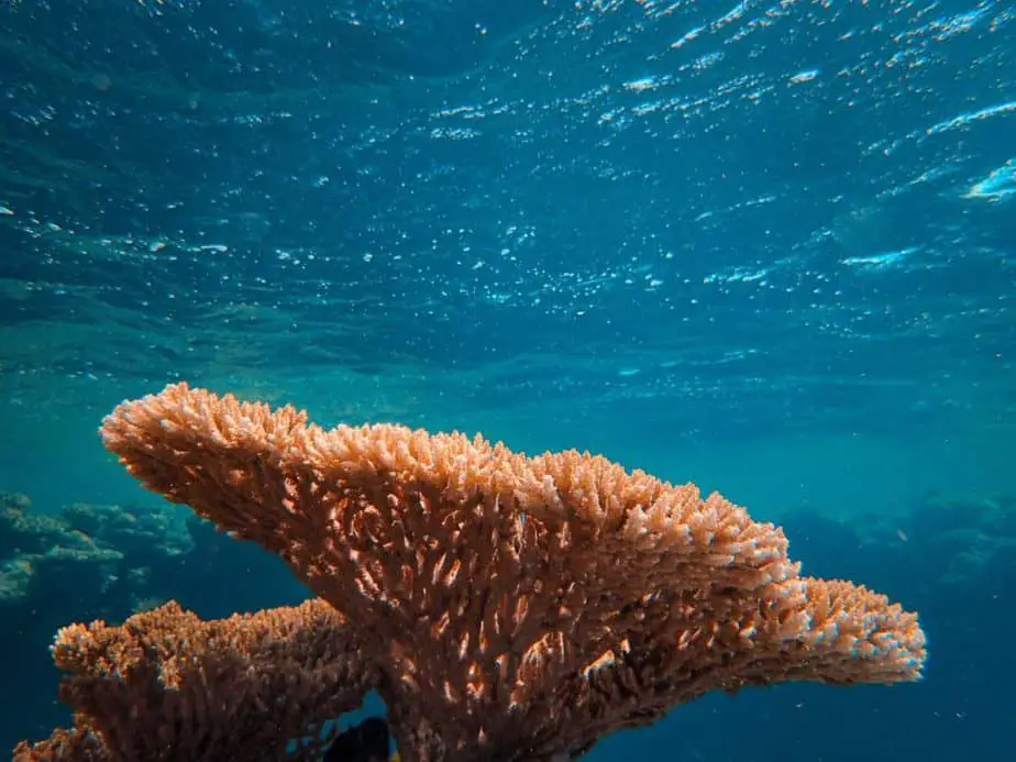 lone coral reef