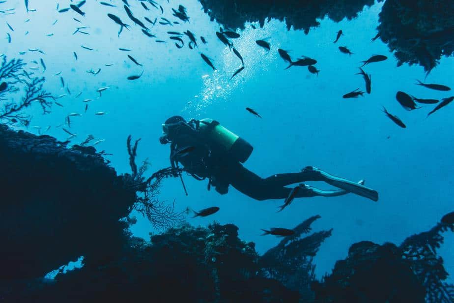 diving with fishes