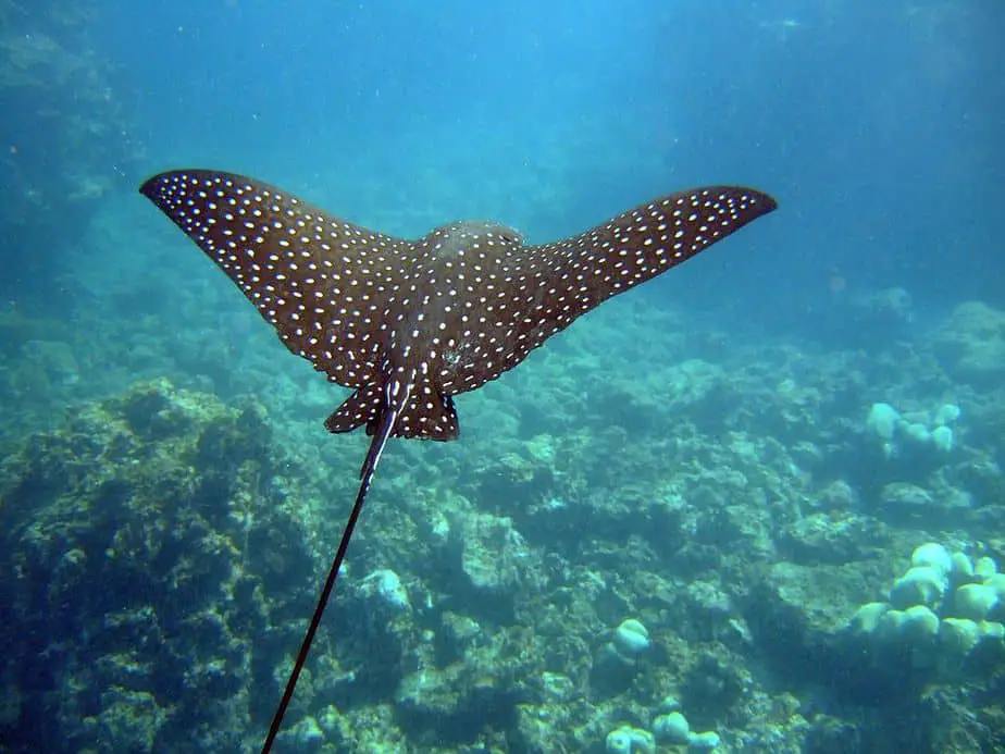 blue heron bridge spotted eagle ray