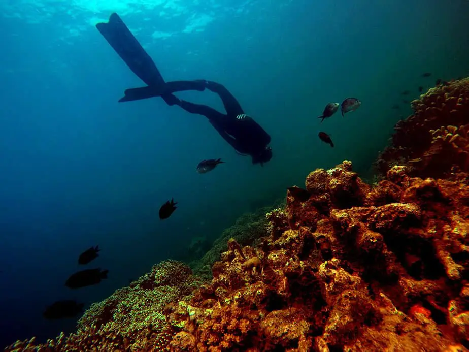 freediving vs scuba diving