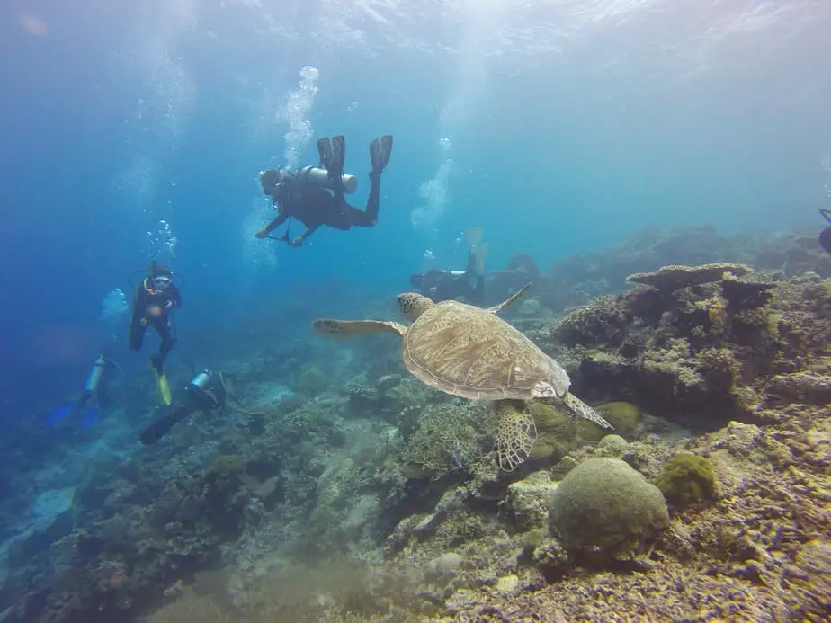 aquatic life along the wall