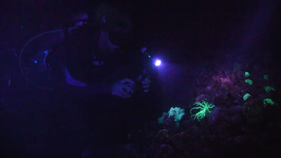 uv night diving