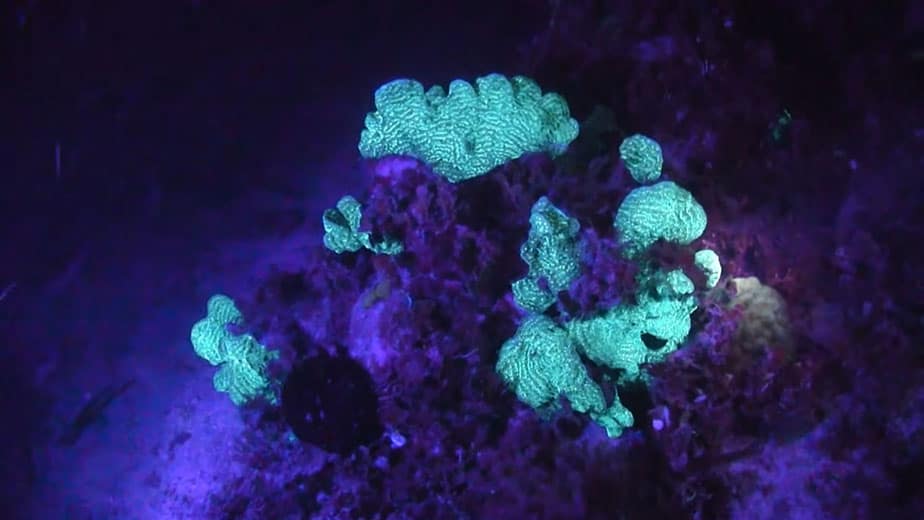 pretty coral