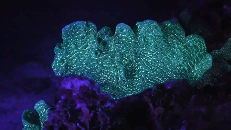 glowing coral