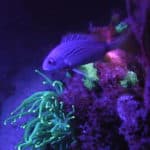 fluoro diving