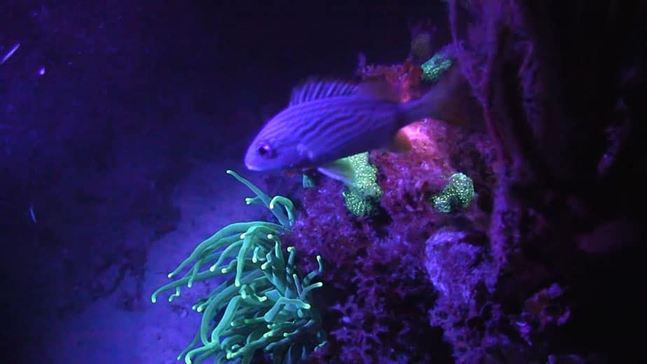 How to Get Started with Fluorescent (UV) Night Diving