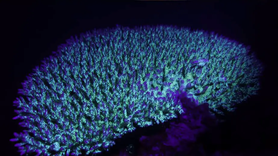 coral under UV light
