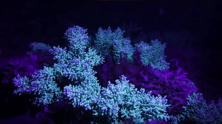 glowing coral