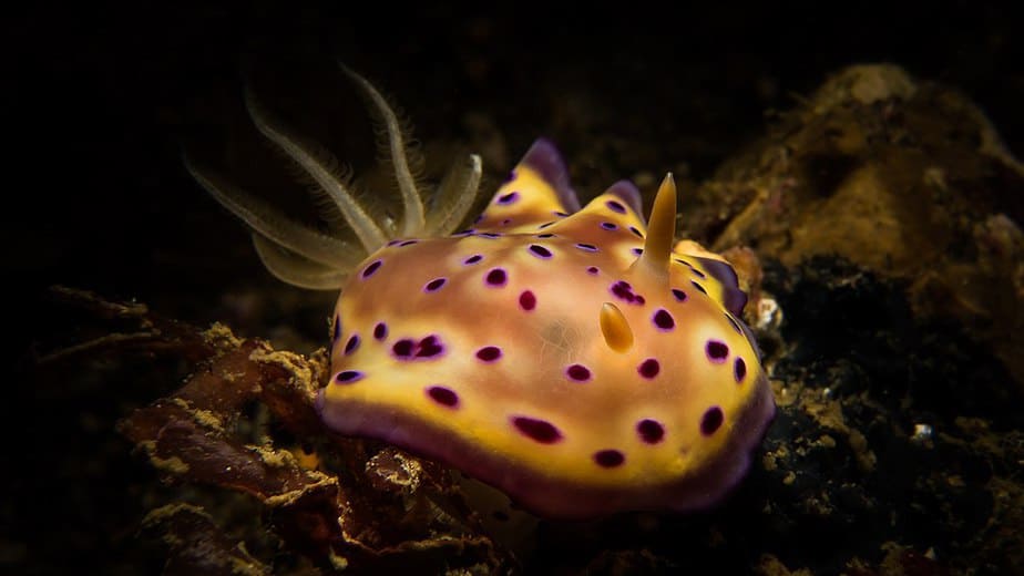 Nudibranch Goniobranchus Kuniei