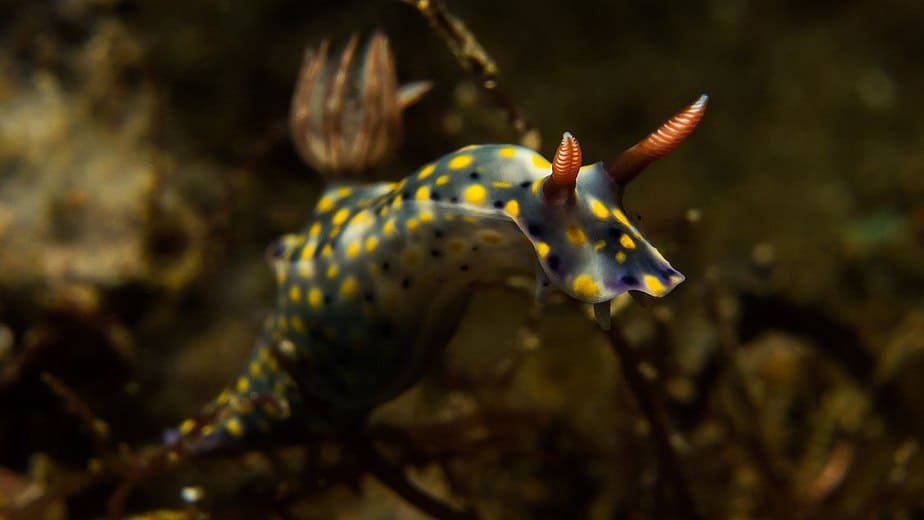 Nudibranch Hypselodoris Infucata