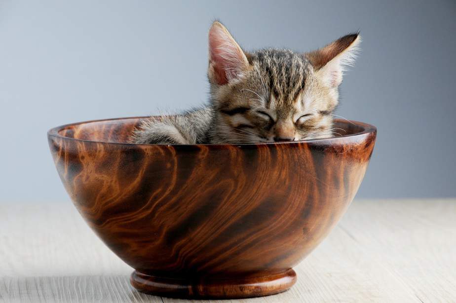 sleeping cat in bowl