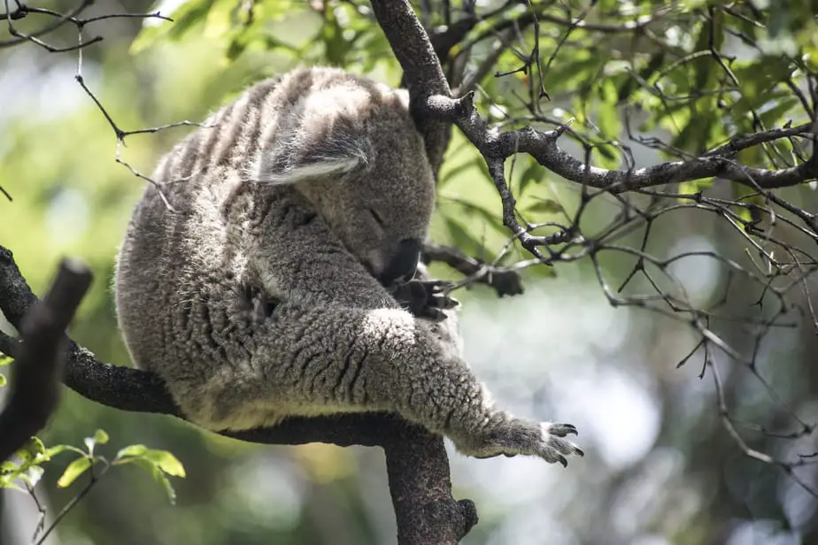 sleeping koala