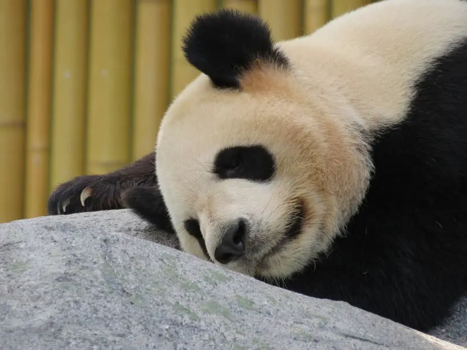 sleeping panda