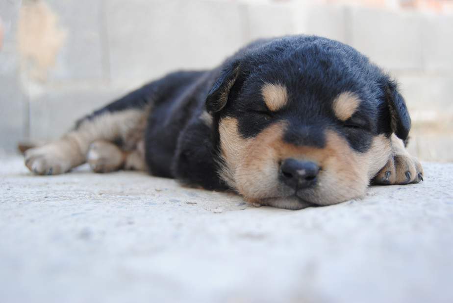 sleeping puppy dog