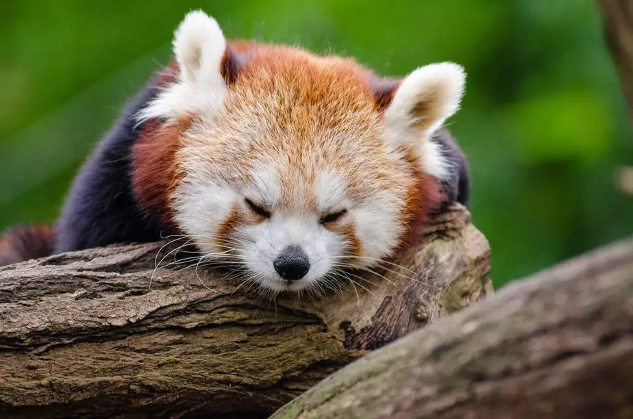 sleeping red panda