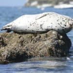 sleeping seal can't sleep after scuba diving