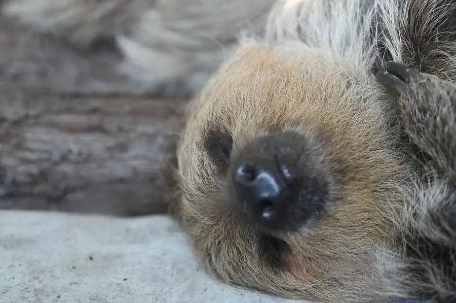 sleeping sloth