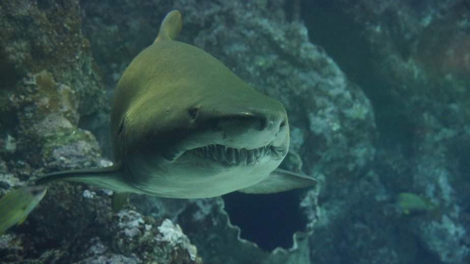 shark frontal