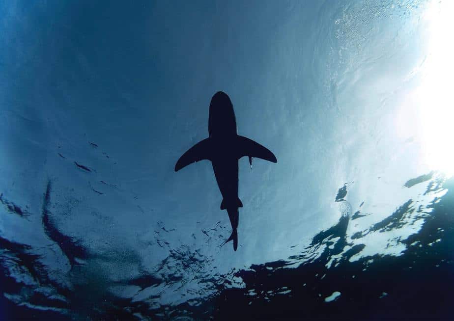 underneath a shark