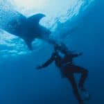 why do sharks not attack scuba divers