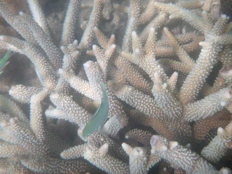 coral bleaching messed up ecosystem