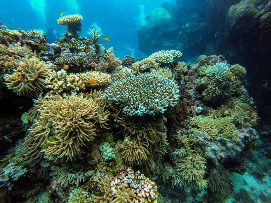 great barrier reef underwater