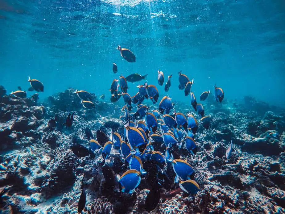 snorkeling feeding fish