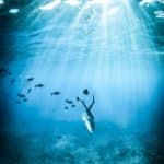 do you need a dive computer for freediving