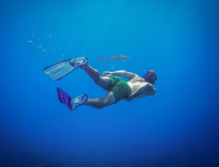 snorkeling with shark