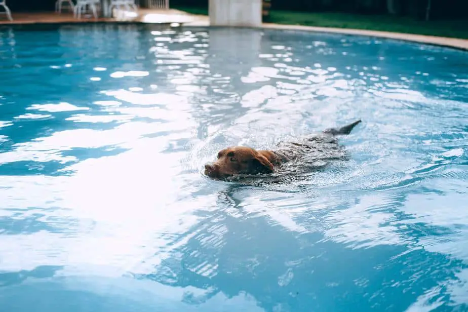 dog hair in pool