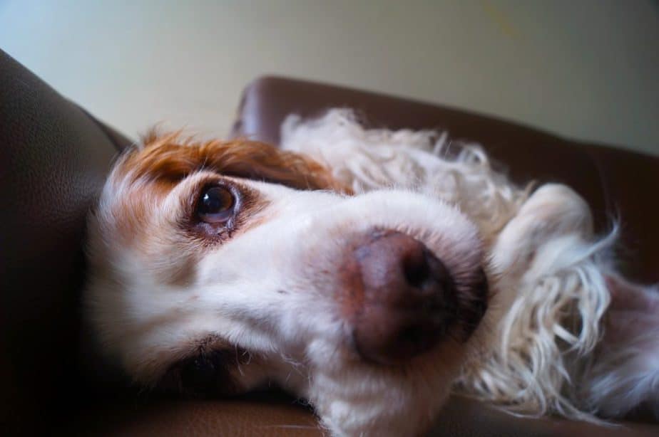 Dog Hair in the Pool - How to Easily Clean It All Up - OpenWaterHQ