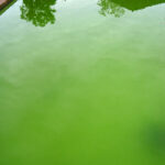 Is It Safe to Swim in Green Pool Water