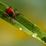 Does Chlorine and Saltwater Kill Ticks