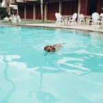 Is Dog Hair Bad for Pools