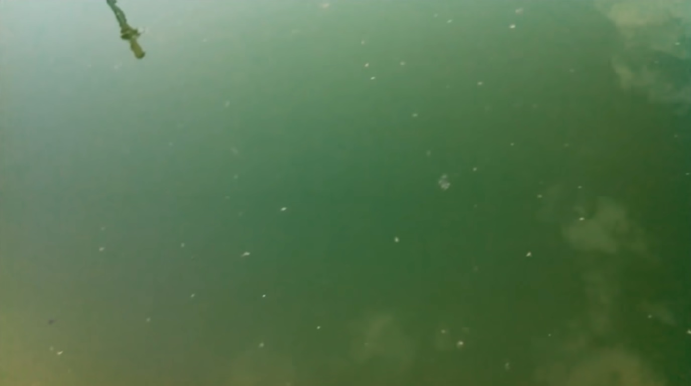 Draining Above-Ground Pool Because of Algae