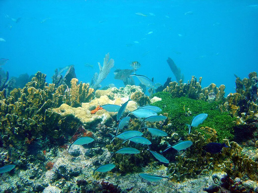 Fish_and_corals_in_John_Pennekamp_Marine_Park