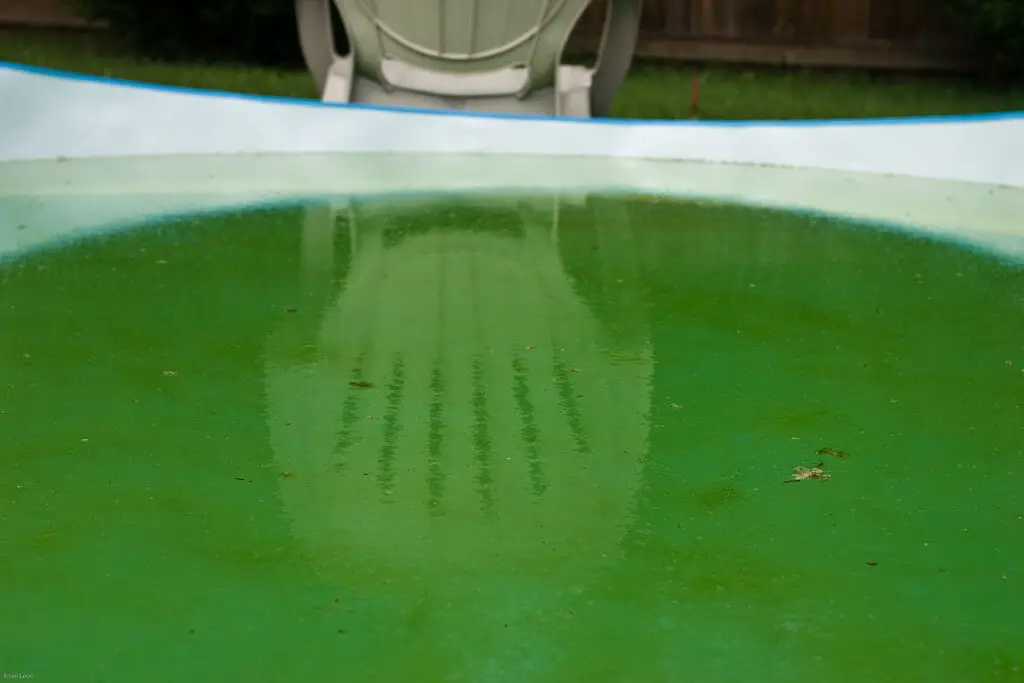 green algae growth in inflatable pool