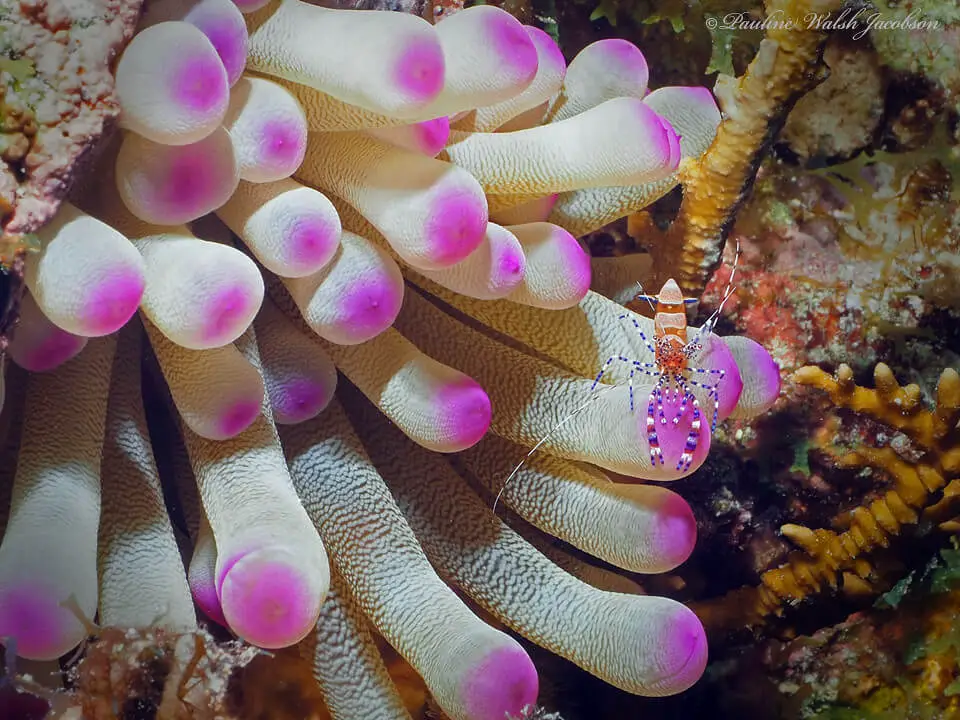 key largo north dry rocks cleaner shrimp anemone