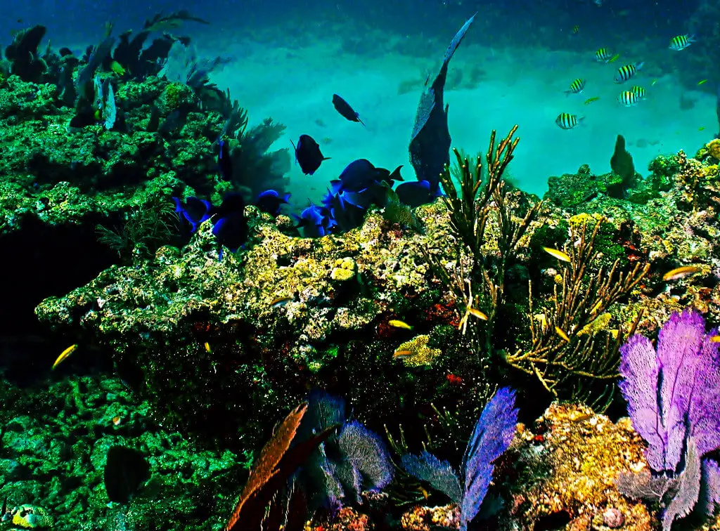 sombrero reef blue tangs