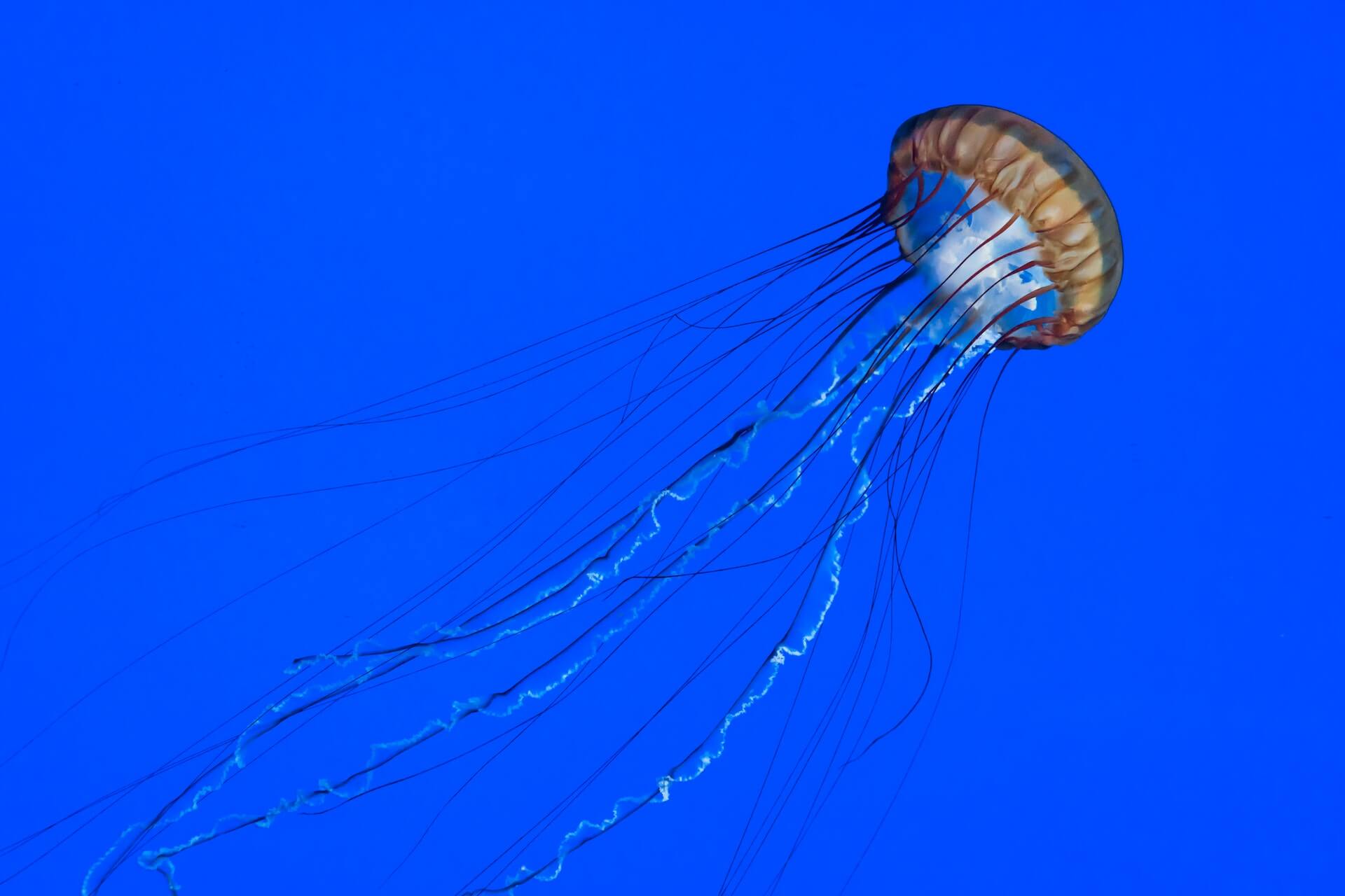 Can Jellyfish Sting Through a Wetsuit