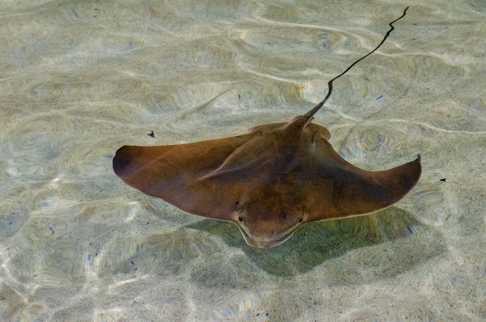 Do Wetsuits Protect from Stingrays